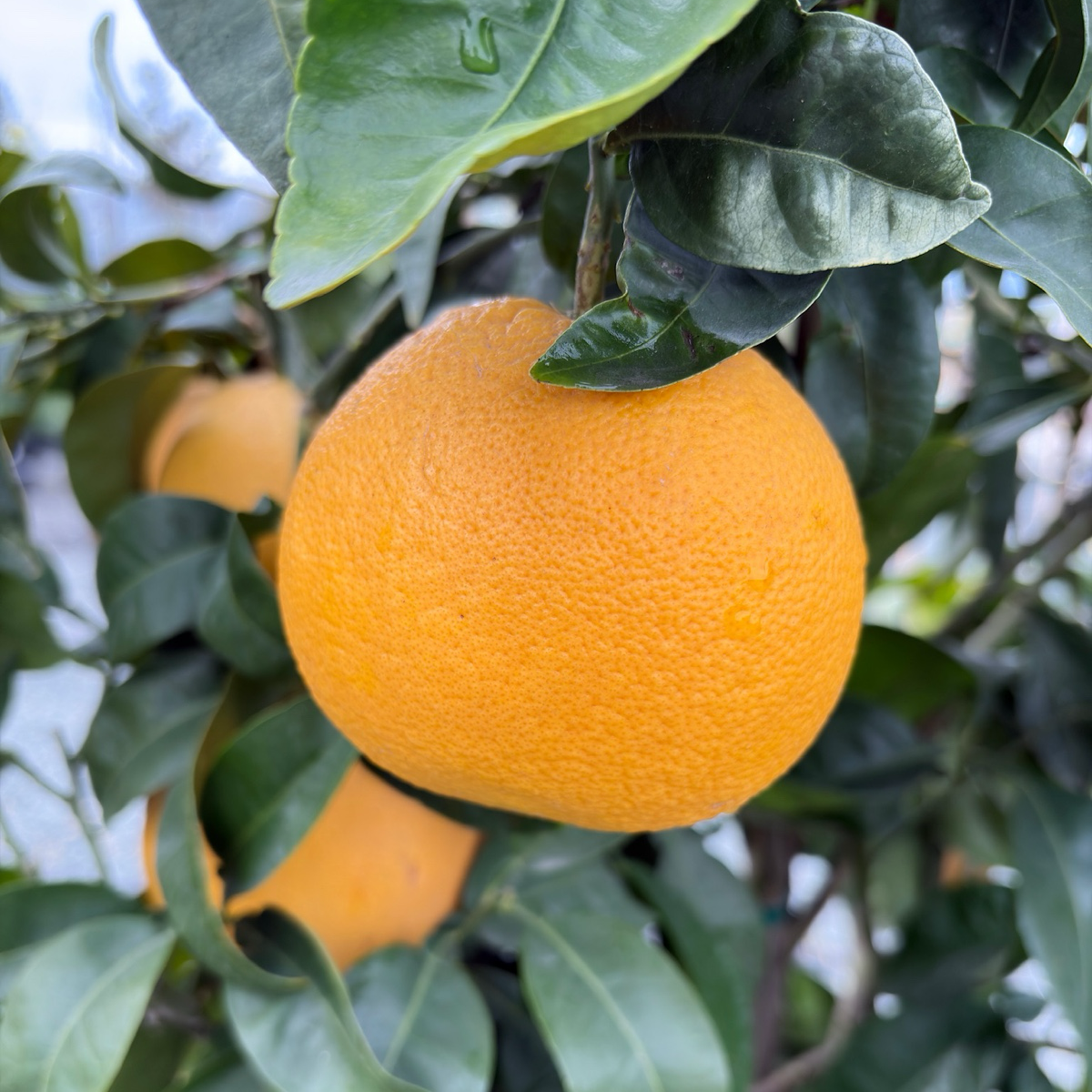 Grapefruit 'Star Ruby' 