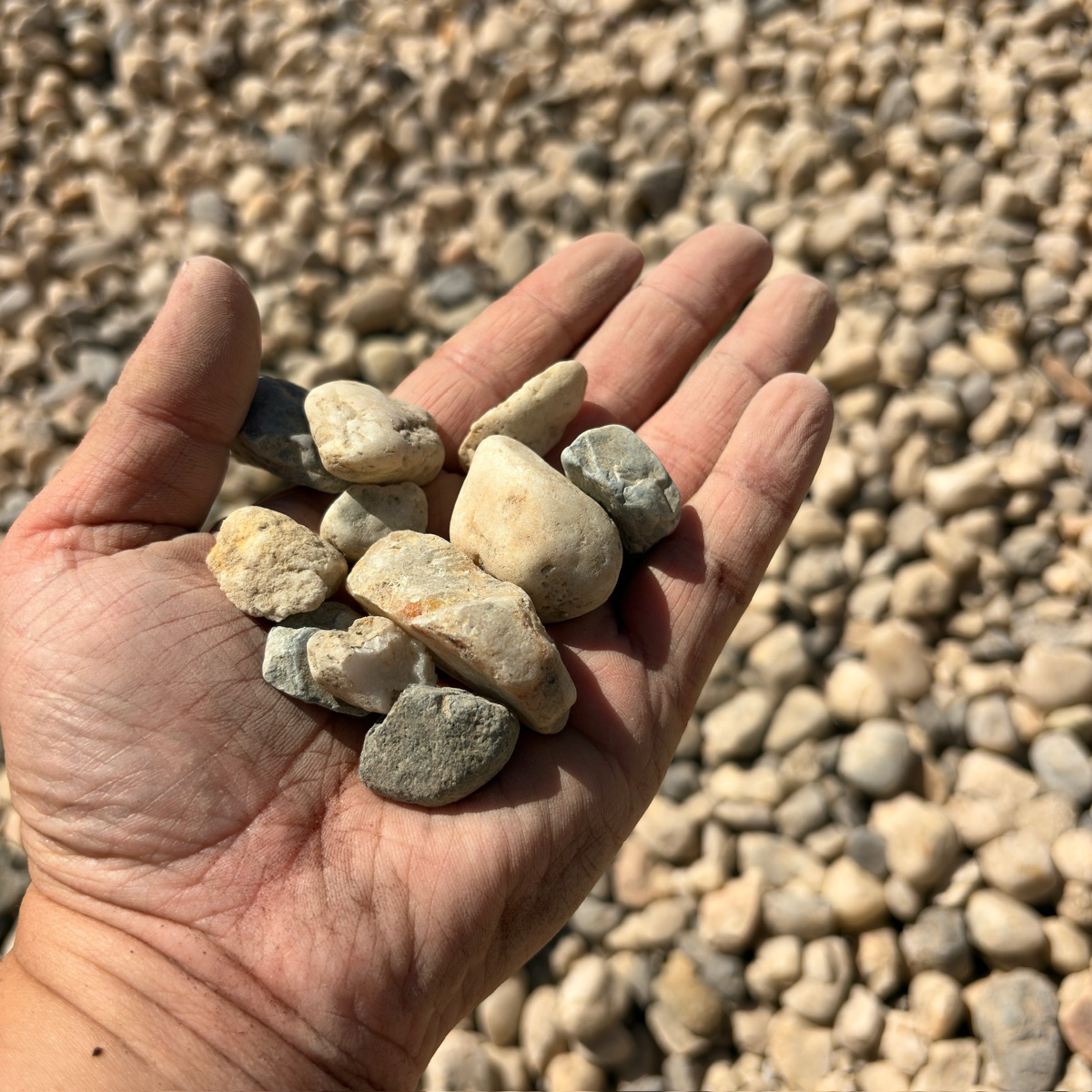 Hand holding small stones with a background of gravel