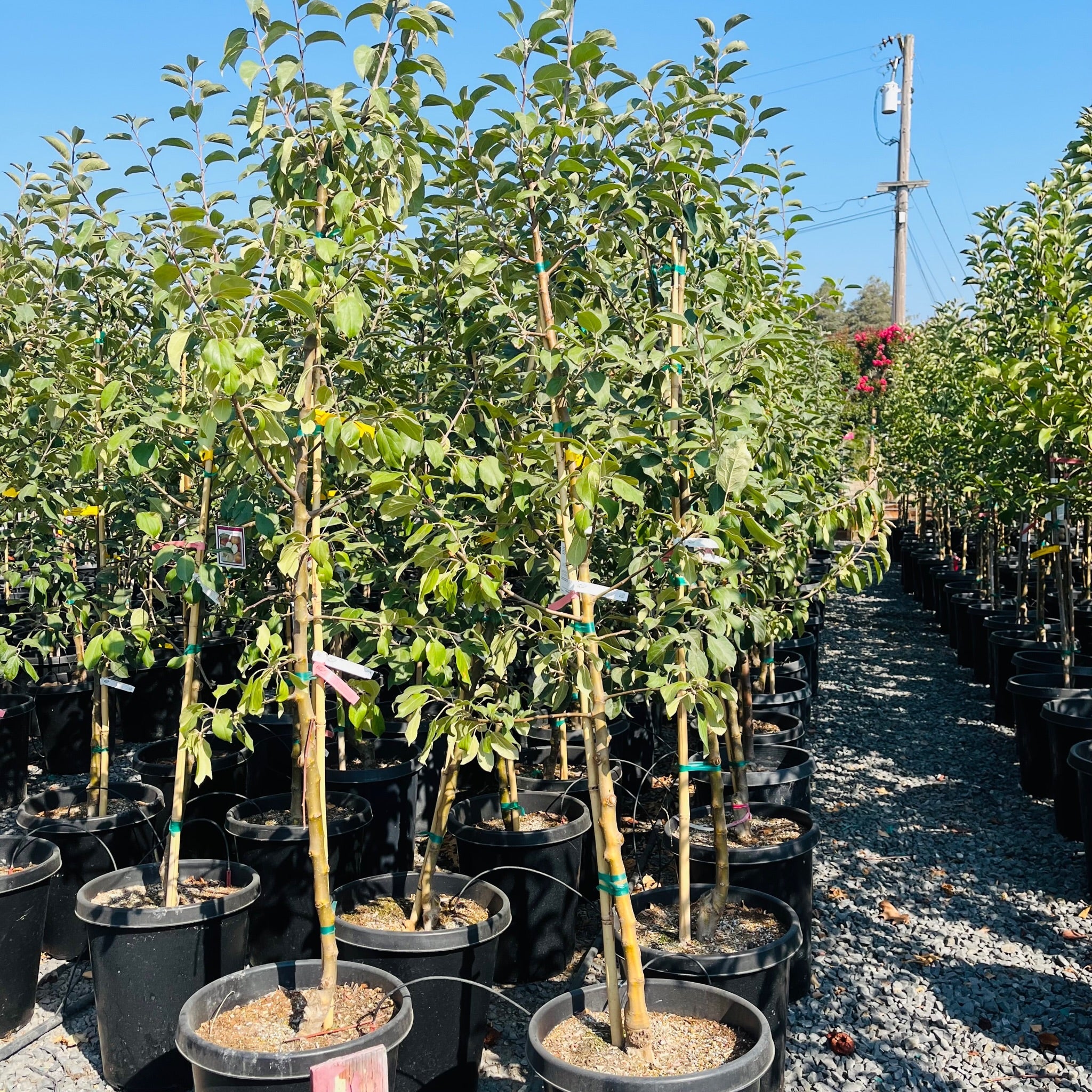 Gravenstein Apple Tree | Classic Aromatic Early Apple – Victory