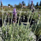 Gray French Lavender plants with purple flowers in a garden setting