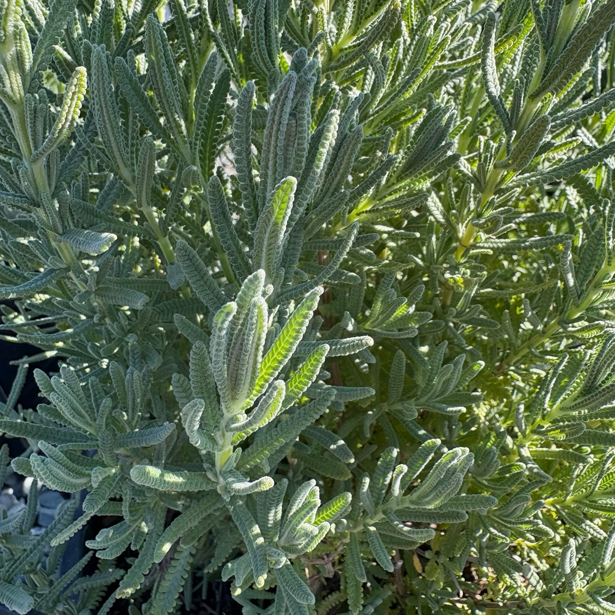 Close-up of a Gray French Lavender plant