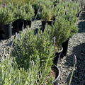 Row of potted Gray French Lavender plants in a garden setting with trees in the background