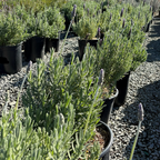 Row of potted Gray French Lavender plants in a garden setting with trees in the background