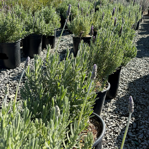 Gray French Lavender