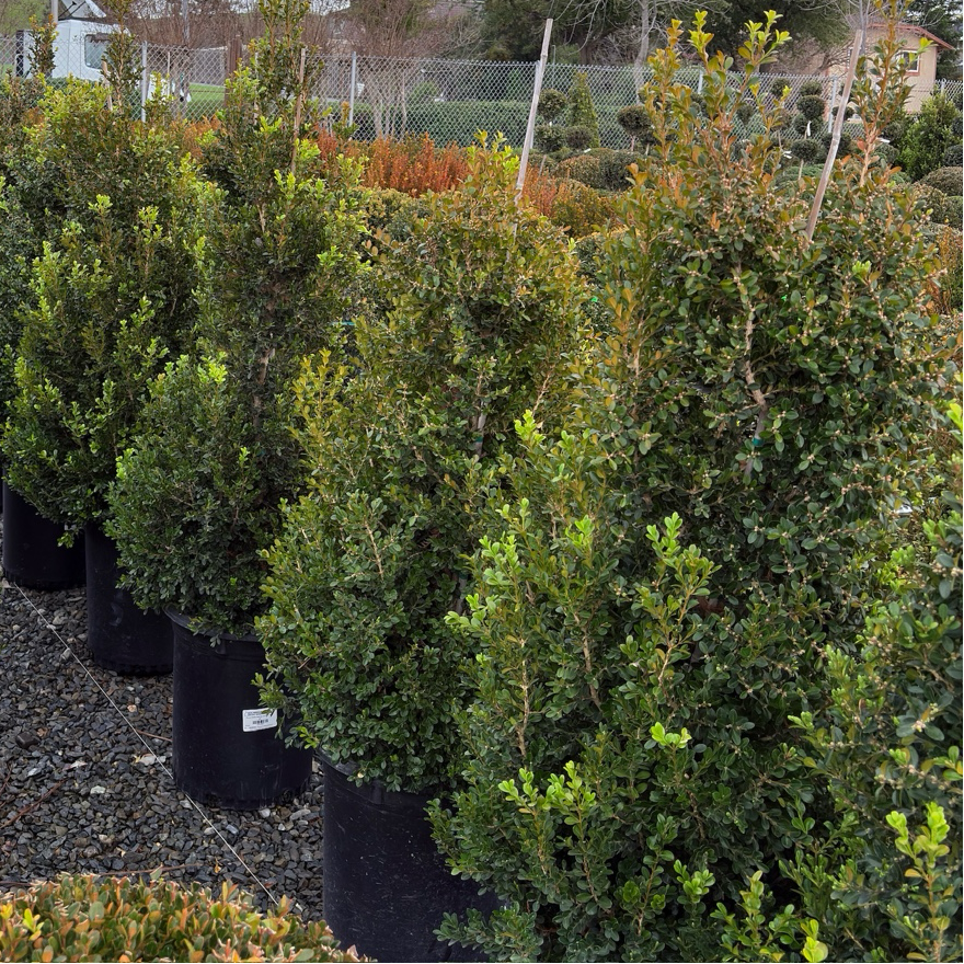 Row of potted Green Beauty Boxwood in a garden center with a cloudy sky.