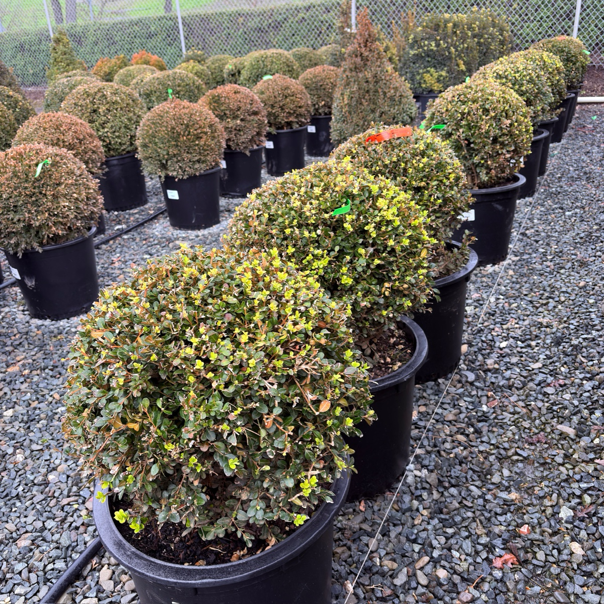 Row of potted Green Beauty Boxwood in a garden center setting