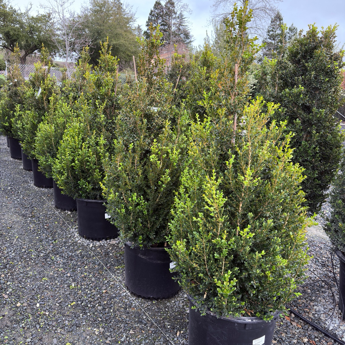 Row of potted Green Beauty Boxwood in black pots on a gravel surface