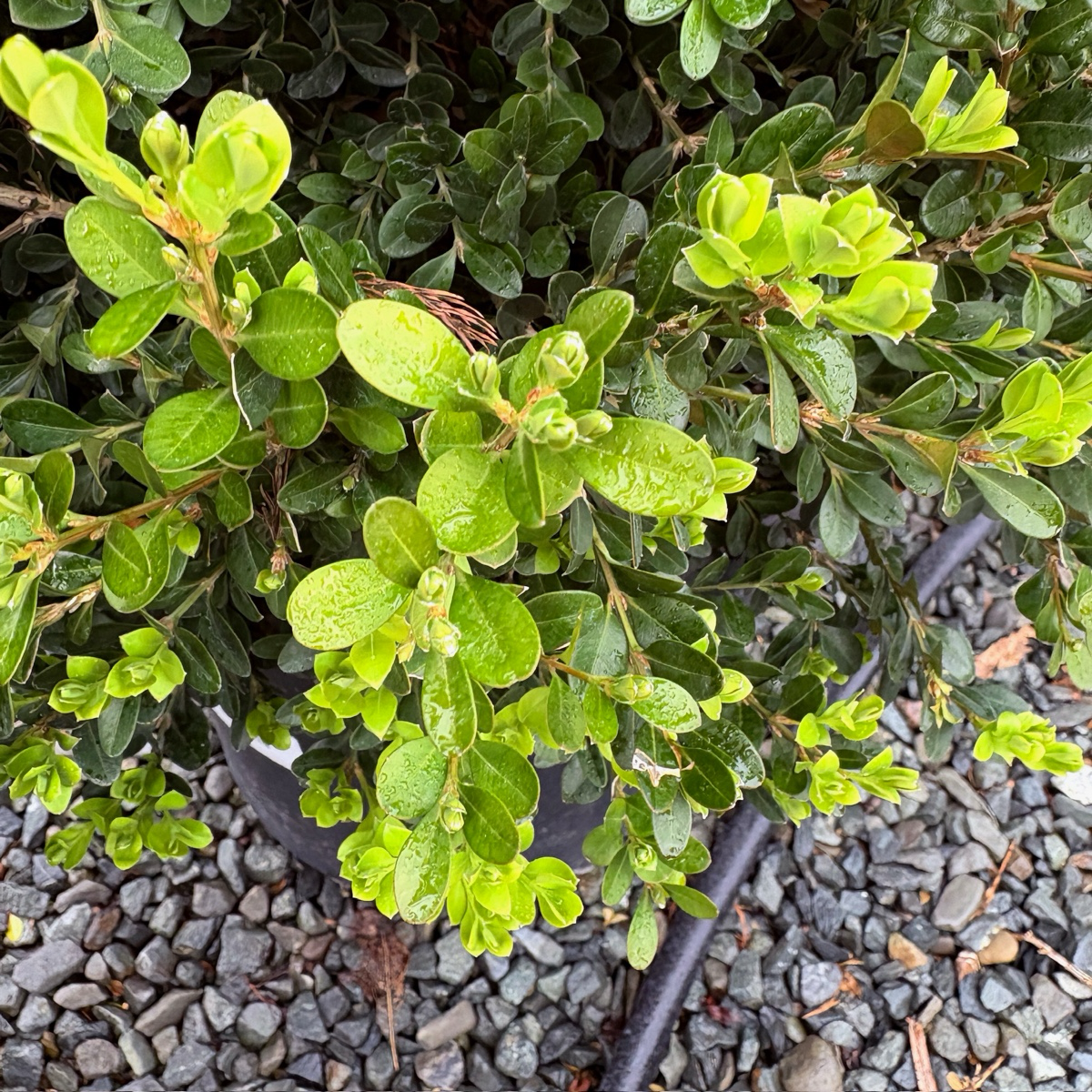 Green Beauty Boxwood
 with small leaves on a bed of small stones