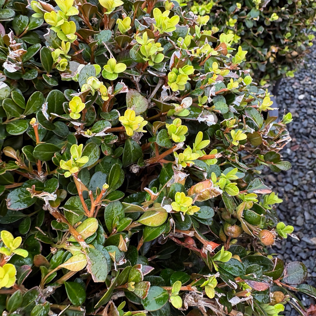 Close-up of a Green Beauty Boxwood with some yellowing leaves on a gravel surface.