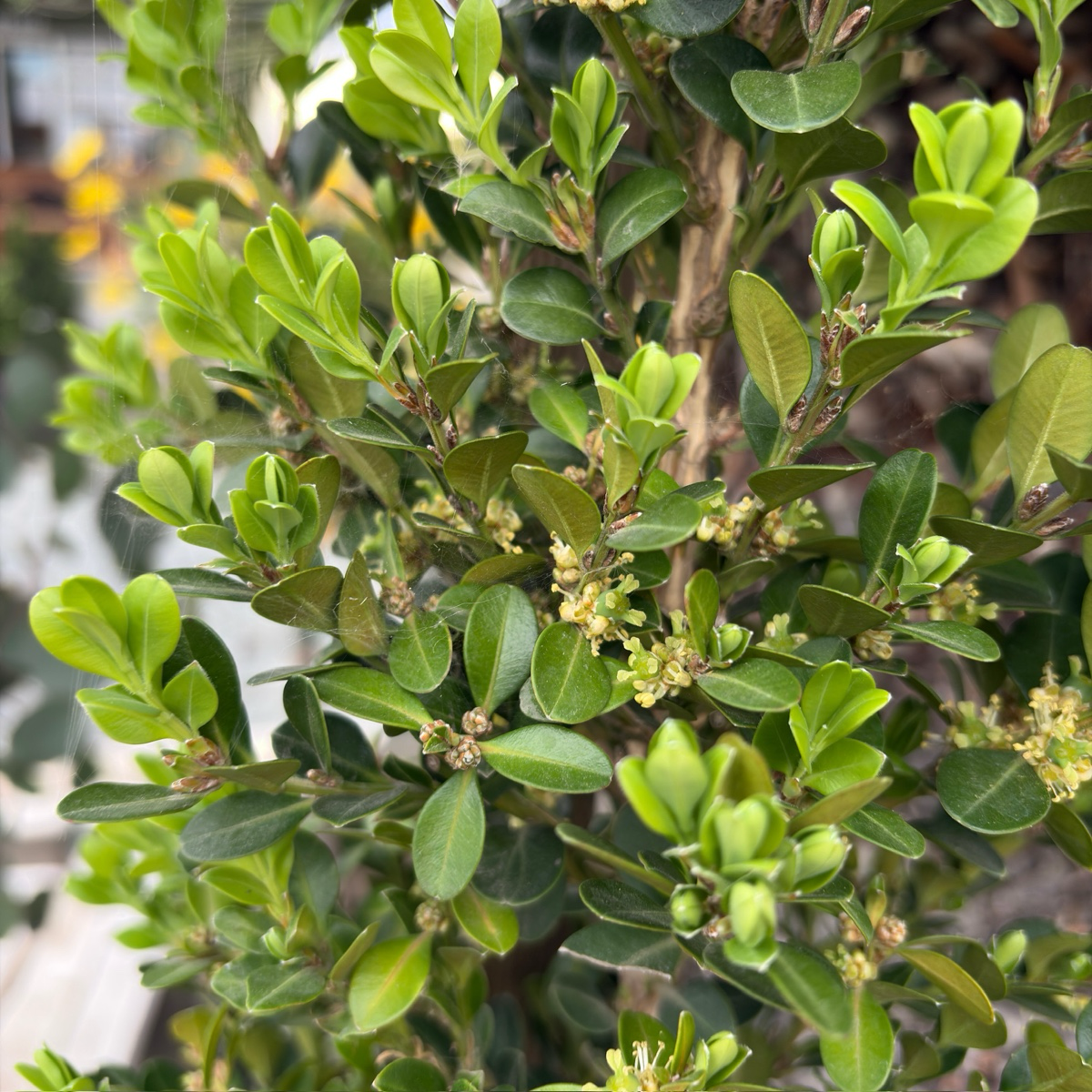 Close-up of a Green Beauty Boxwood with leaves and small buds.