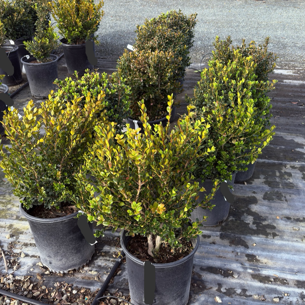 Potted Green Beauty Boxwood on a metal surface
