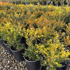 Green Beauty Boxwood