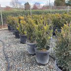 Green Beauty Boxwood