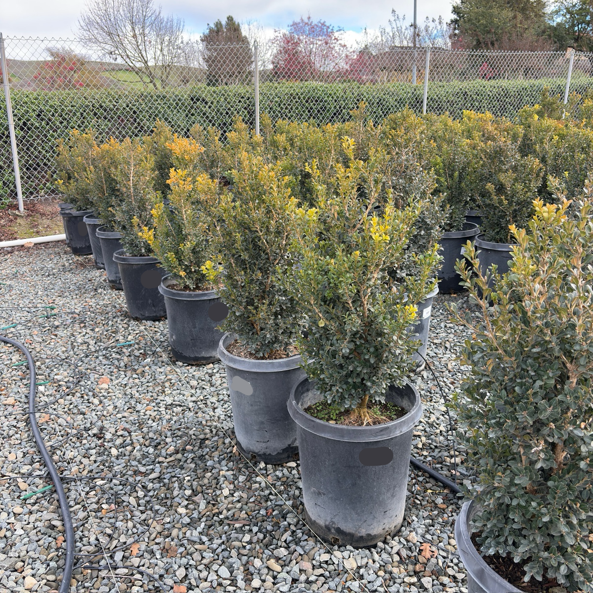 Green Beauty Boxwood