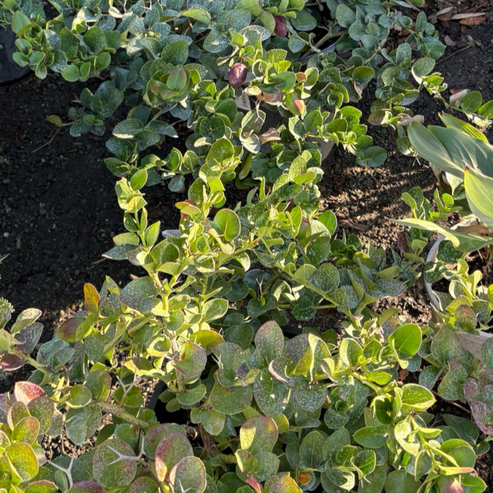 Green Carpet Natal Plum