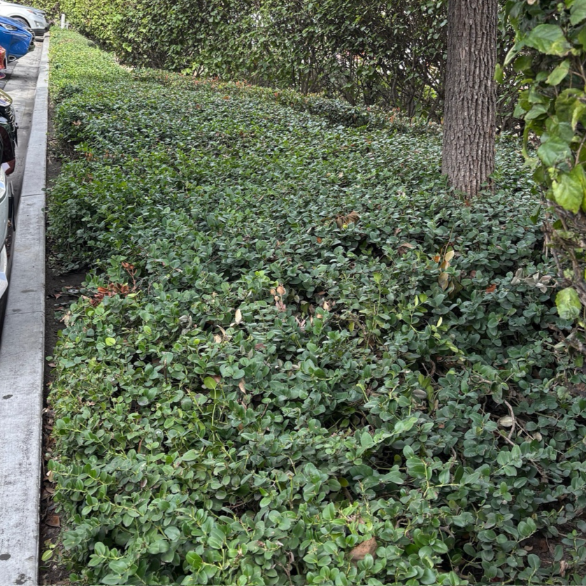 Green Carpet Natal Plum