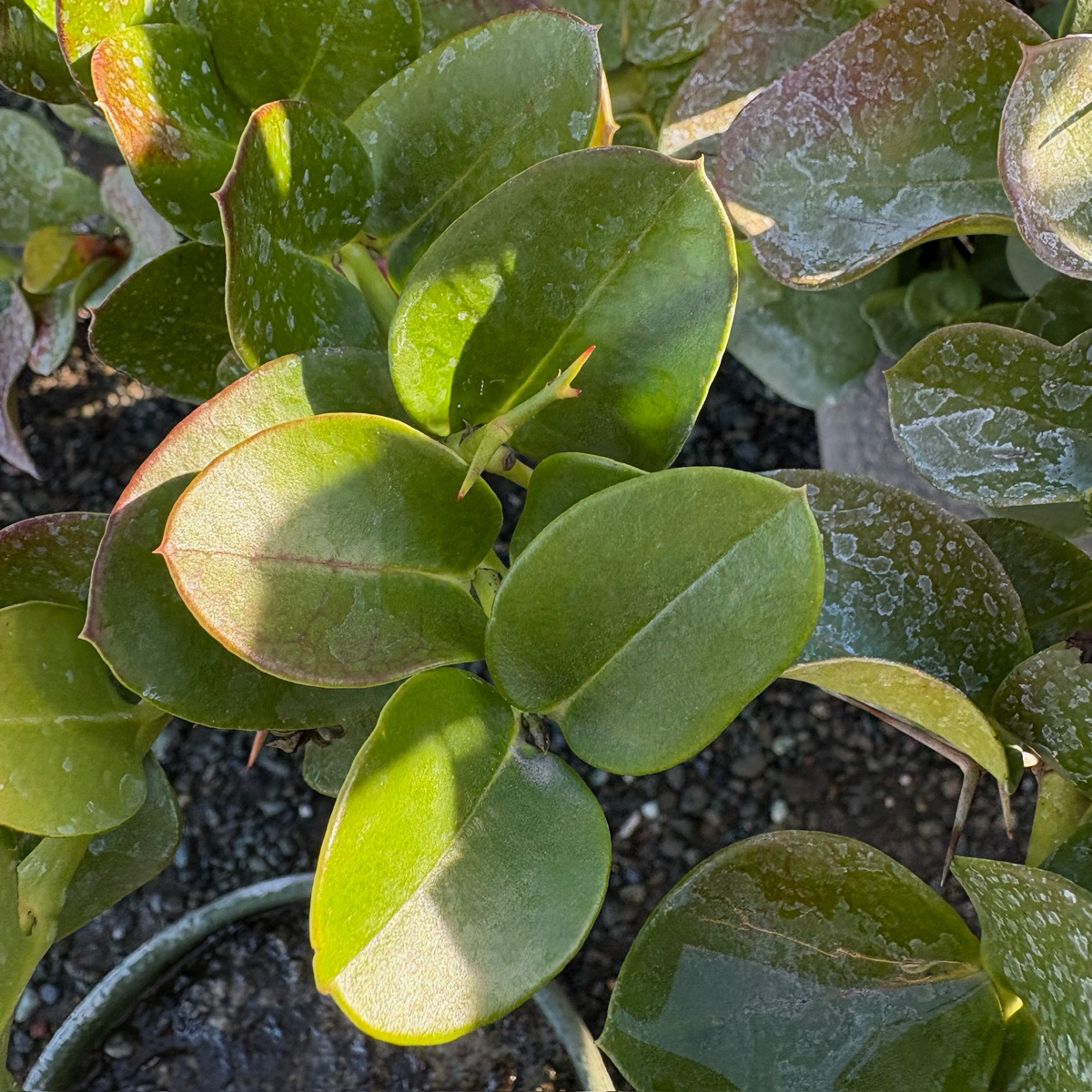 Green Carpet Natal Plum