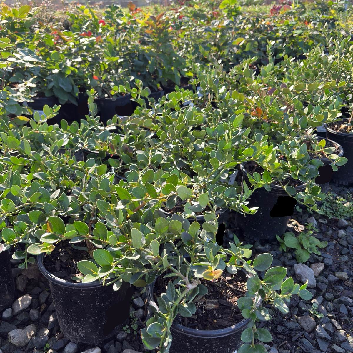 Green Carpet Natal Plum
