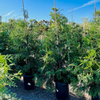 Green Giant Western Red Cedar