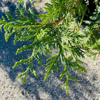 Green Giant Western Red Cedar