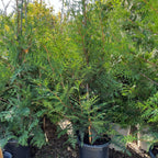 Green Giant Western Red Cedar