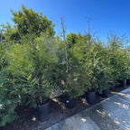 Green Giant Western Red Cedar