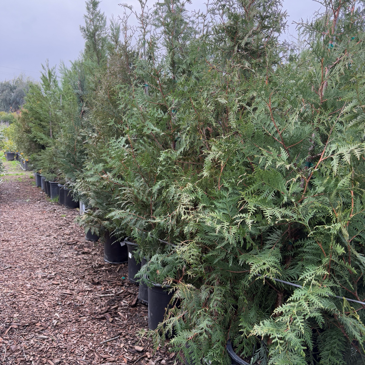 Green Giant Western Red Cedar