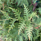 Green Giant Western Red Cedar