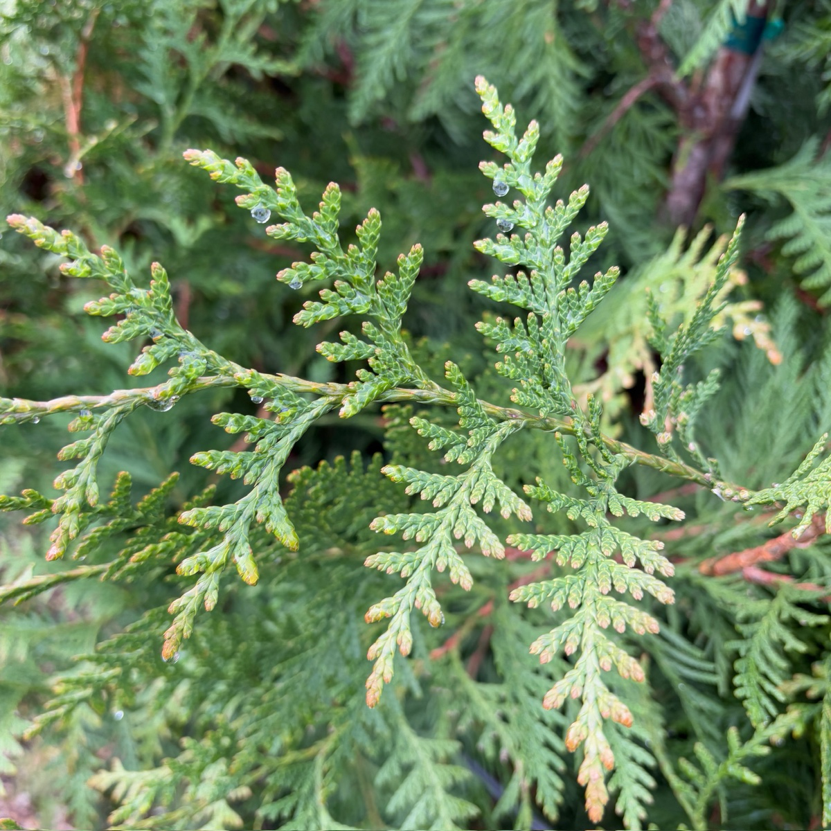 Green Giant Western Red Cedar