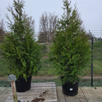 Green Giant Western Red Cedar