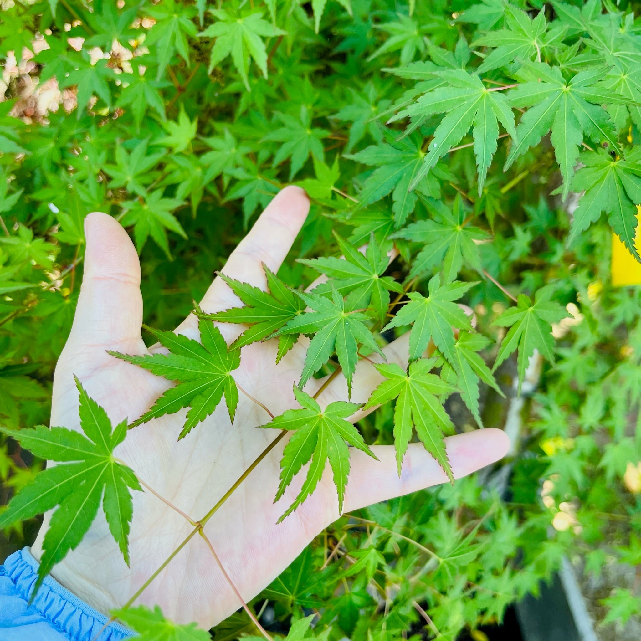 Hand holding Green Japanese Maple leaves against a background of more green leaves