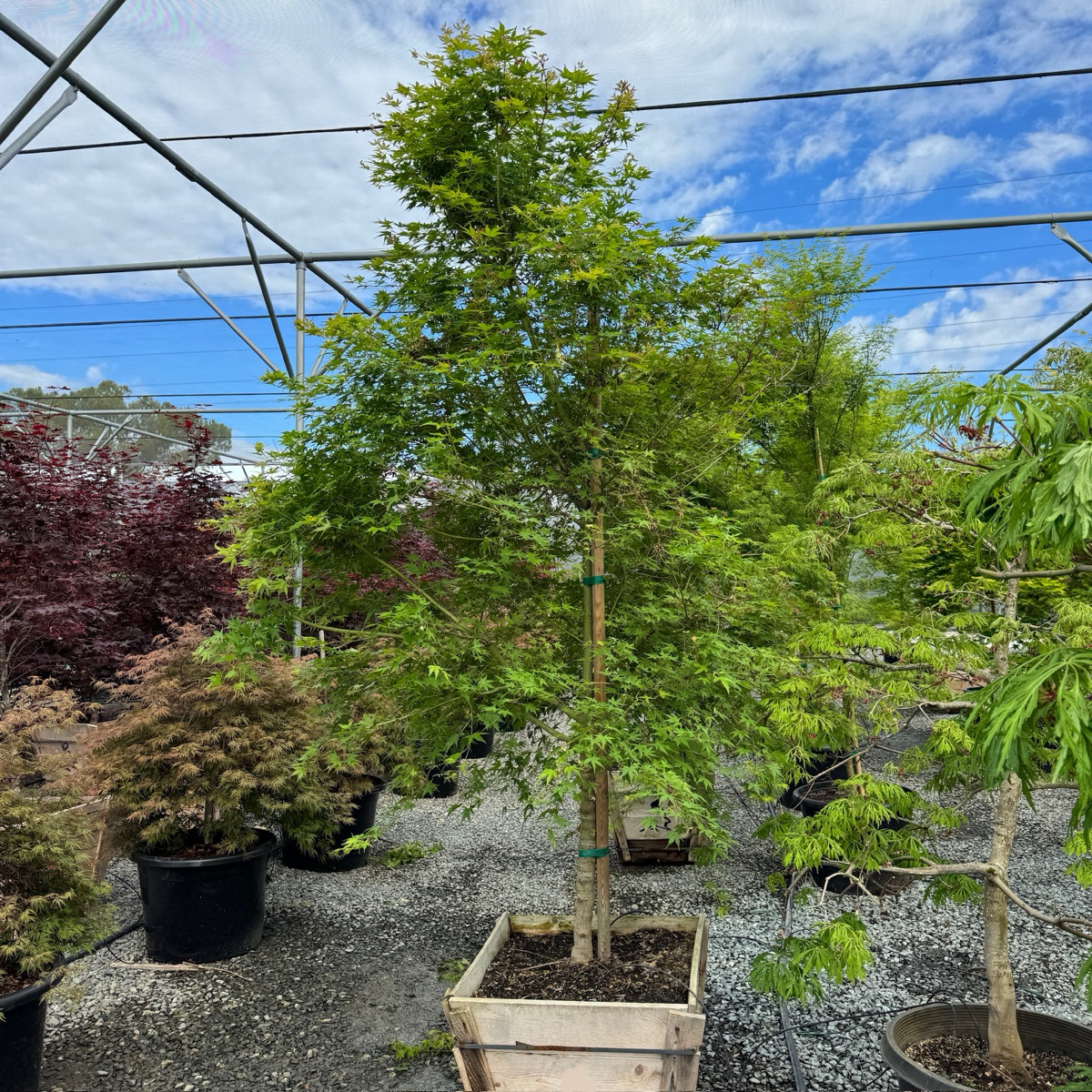 Green Japanese Maple