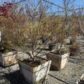 Potted Green Japanese Maple trees in a nursery setting with gravel ground and other plants in the background.