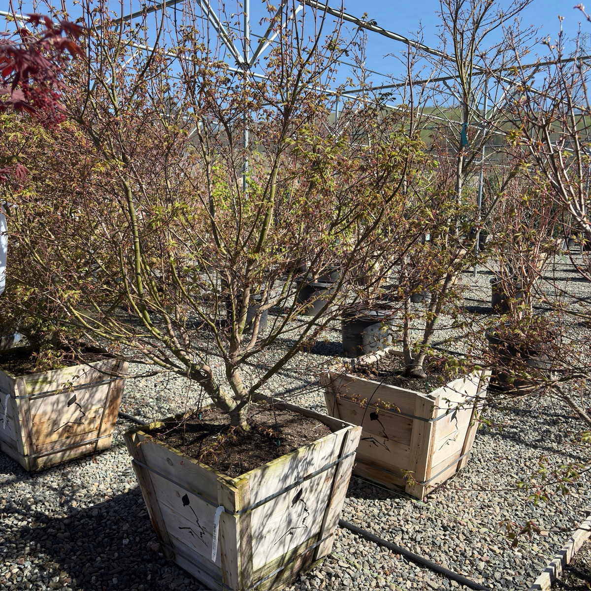 Potted Green Japanese Maple trees in a nursery setting with gravel ground and other plants in the background.