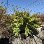 Potted Green Japanese Maple with green leaves in a garden setting under a clear blue sky.