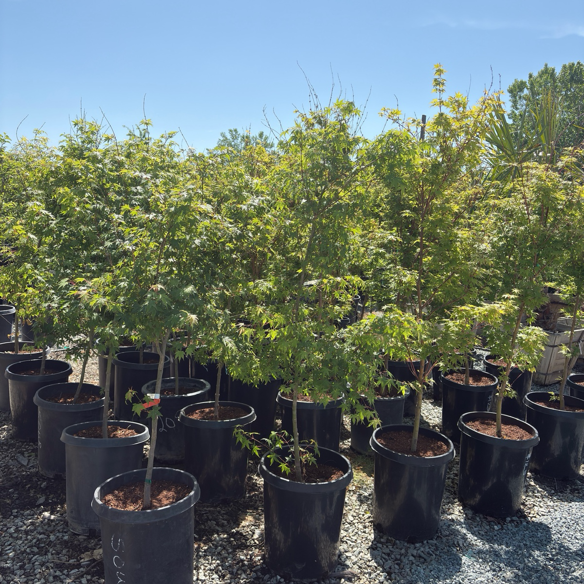 Row of potted Green Japanese Maple trees in a nursery setting with a clear blue sky.