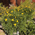 Green Leaved Bush Daisy
