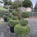 Green Mountain Boxwood
