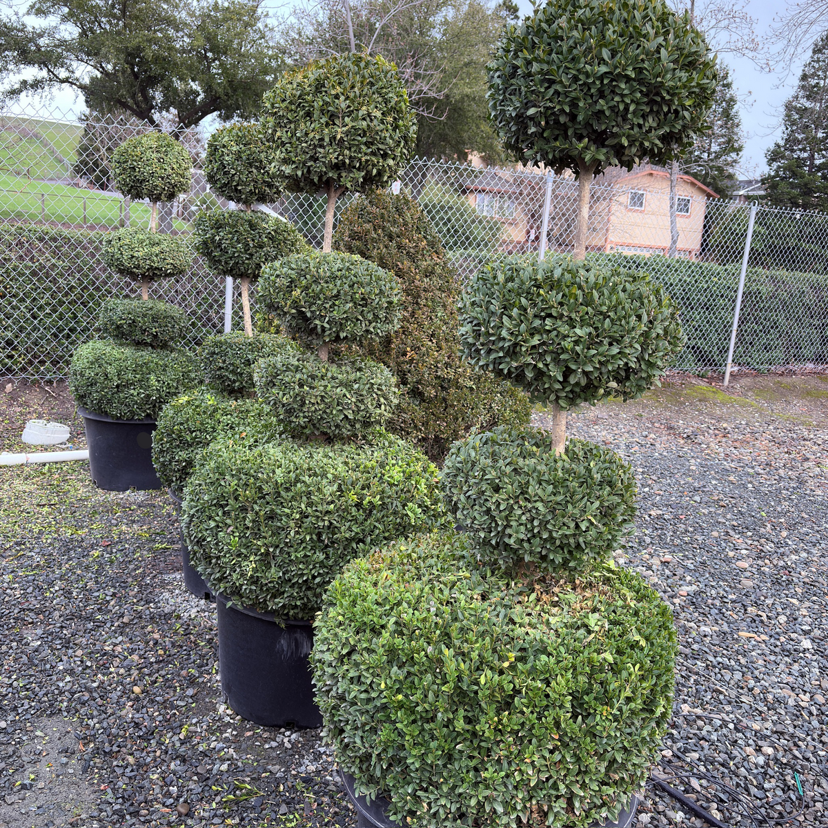 Green_Mountain_Boxwood-1.png?v
