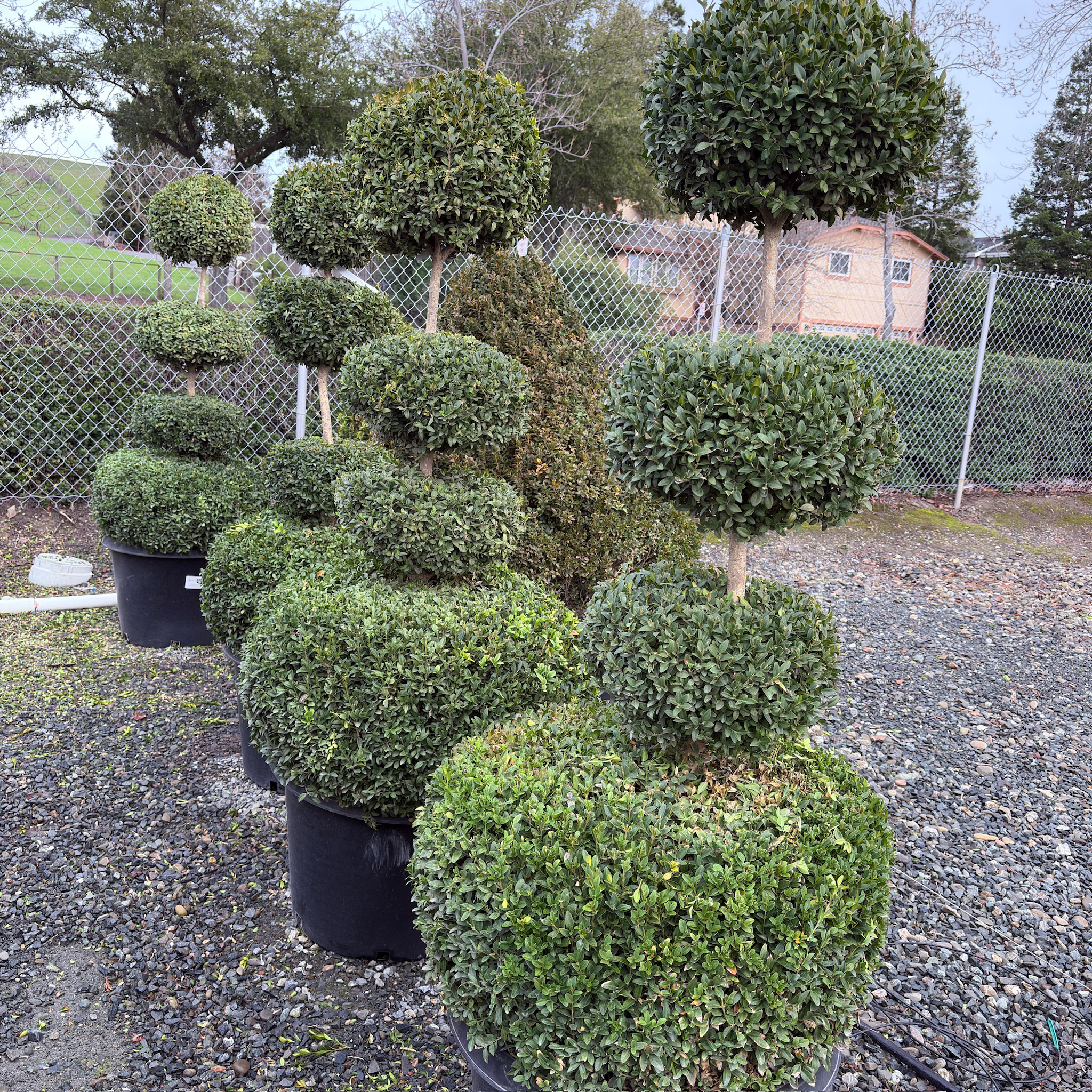 Green Mountain Boxwood