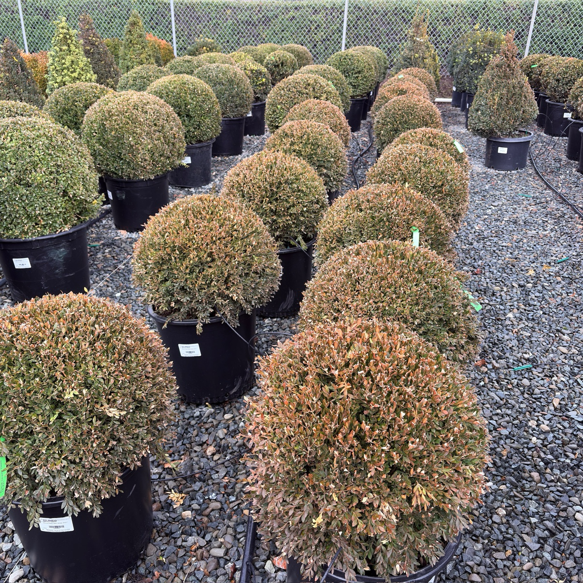 Green Mountain Boxwood