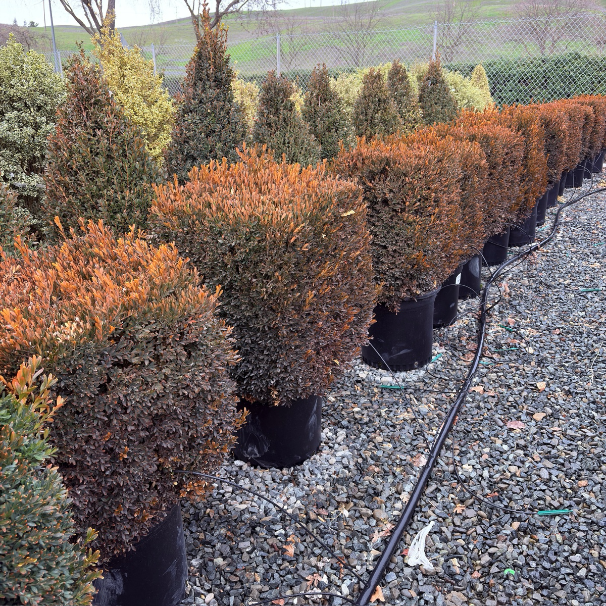Green Mountain Boxwood