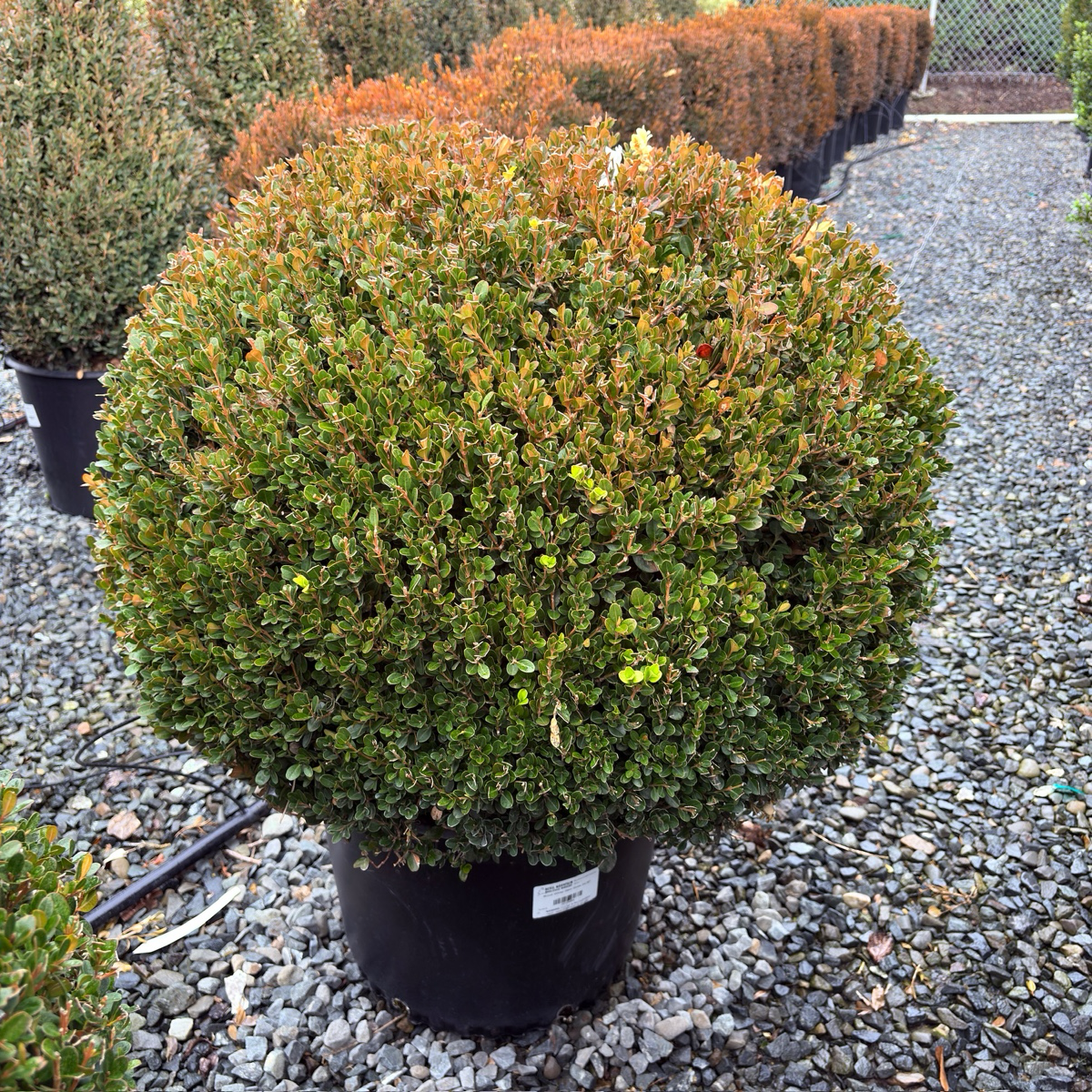 Green Mountain Boxwood