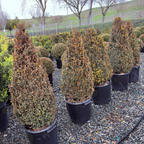 Green Mountain Boxwood