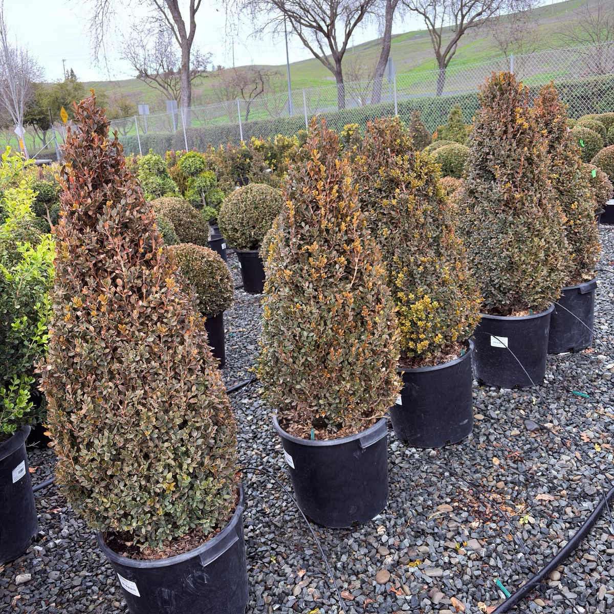 Green Mountain Boxwood