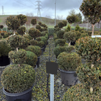 Green Mountain Boxwood