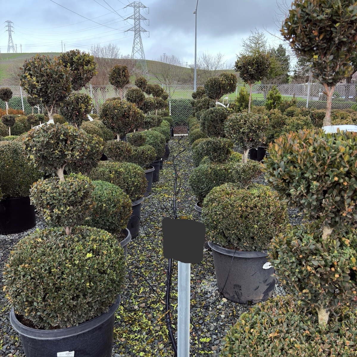 Green Mountain Boxwood