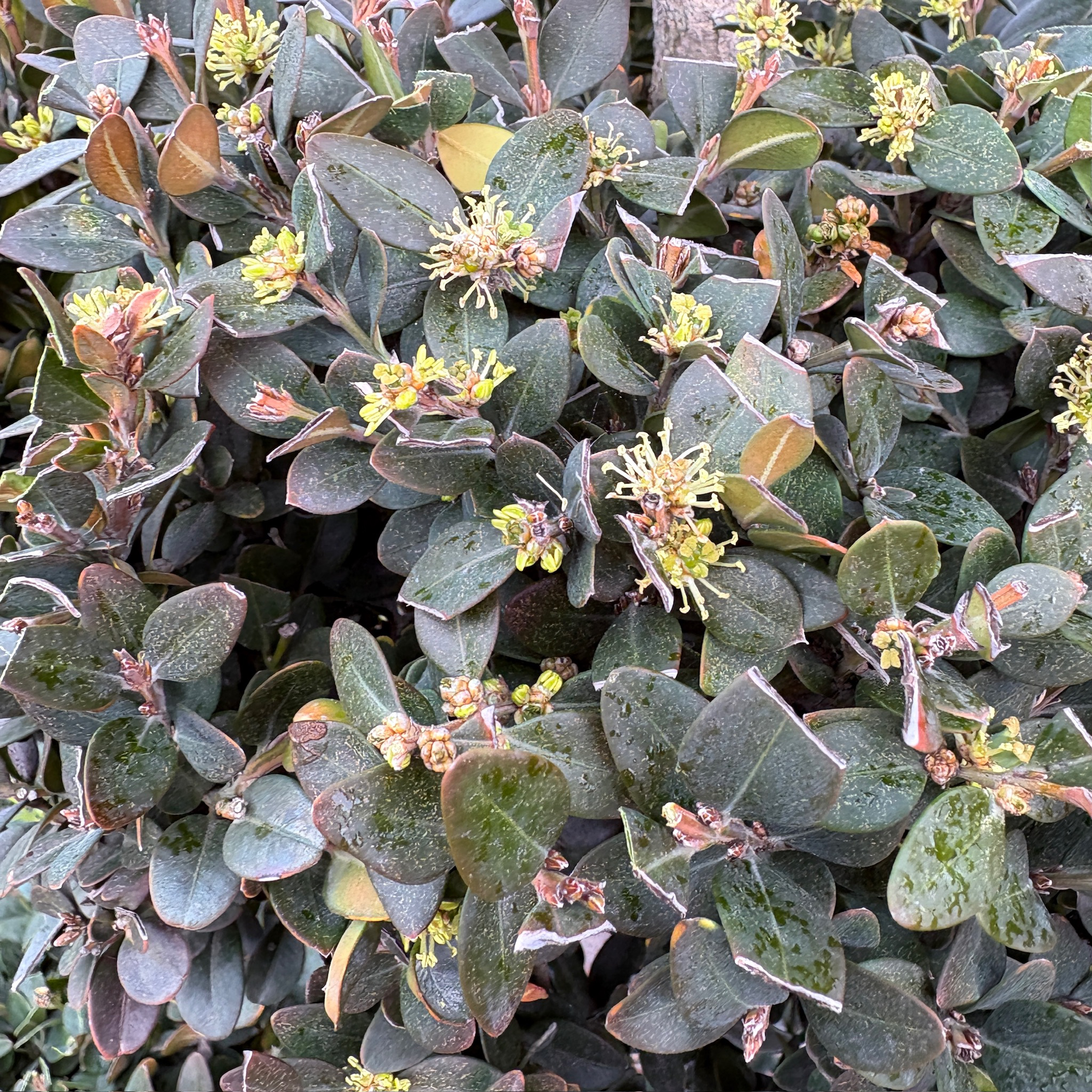 黄杨 Green Mountain Boxwood