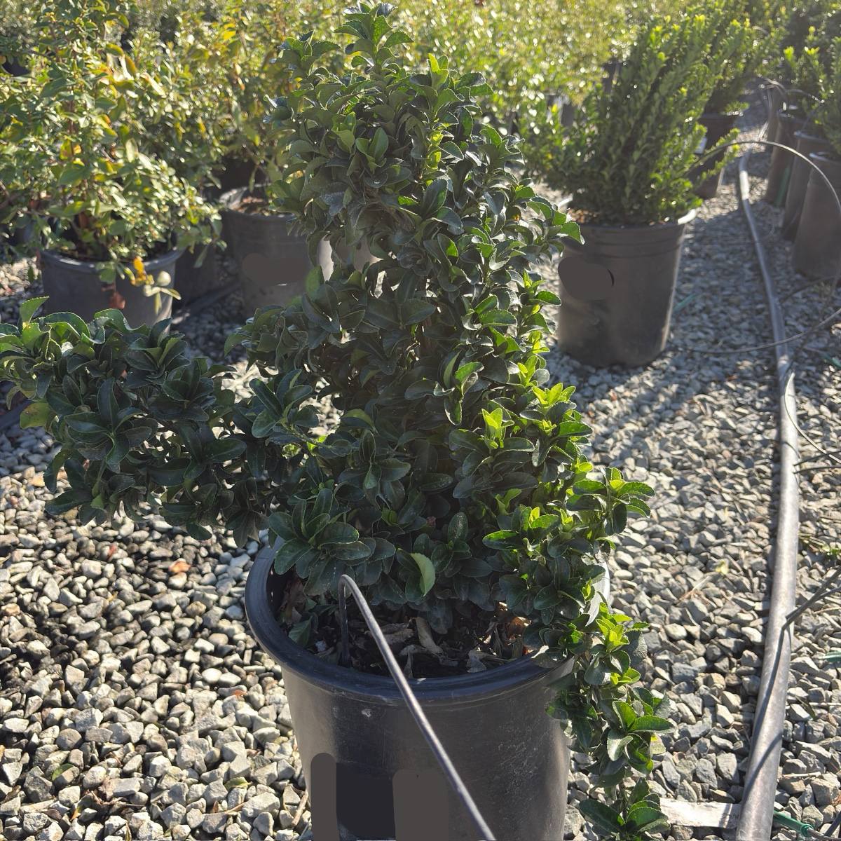 Green Spire Euonymus