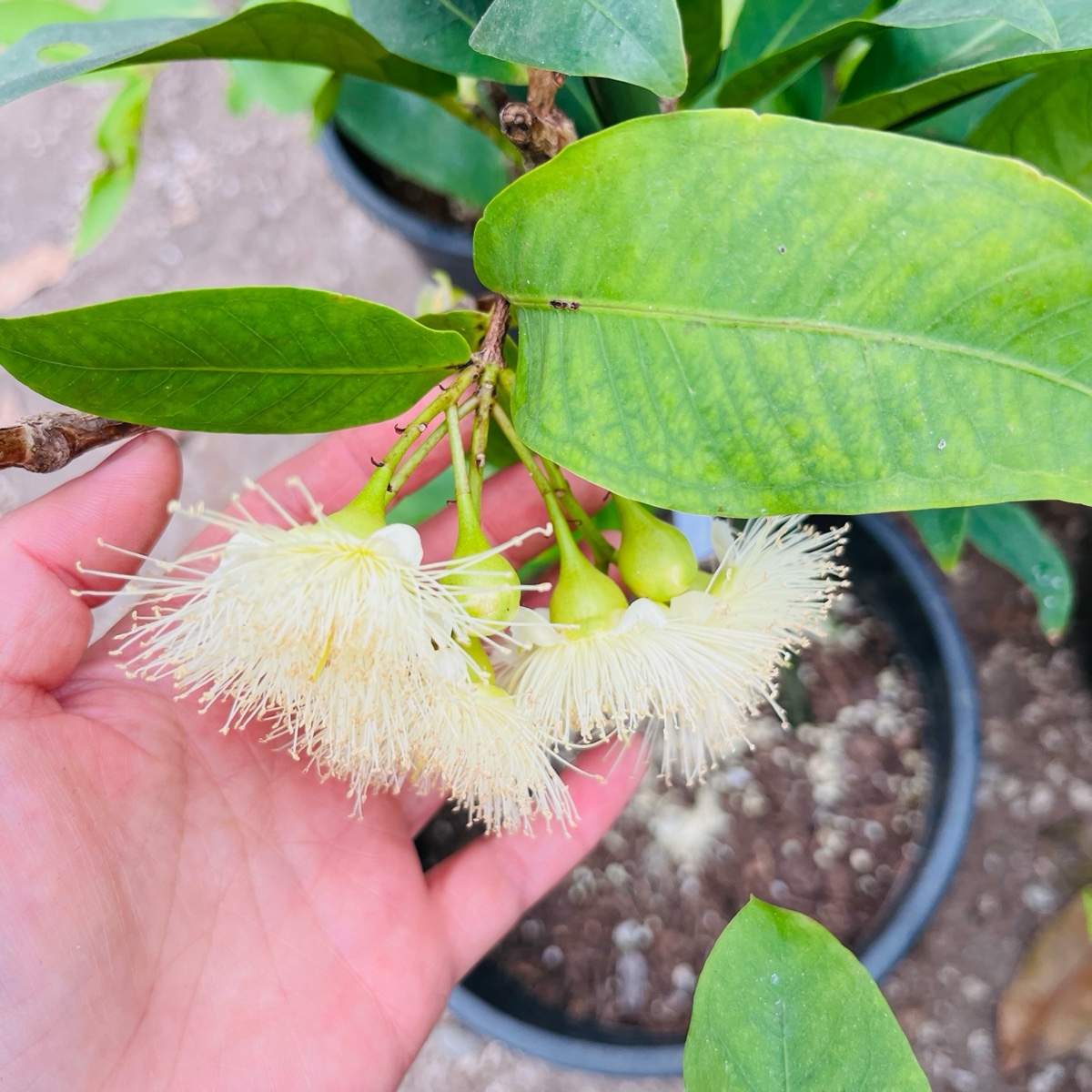 Hand holding a branch with green leaves and white flowers, blurred background